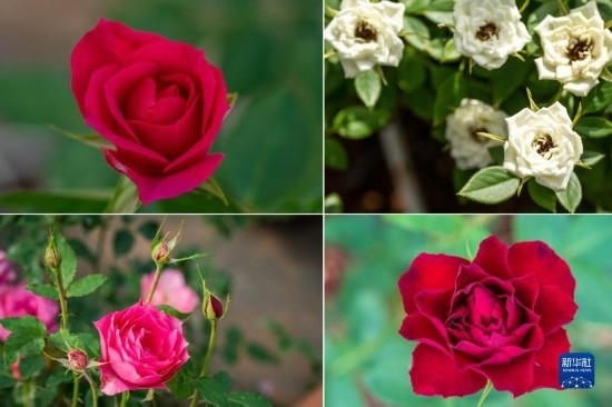這是云南省安寧市現(xiàn)代農(nóng)業(yè)園區(qū)玫瑰種植示范園里玫瑰新品種的拼版照片。