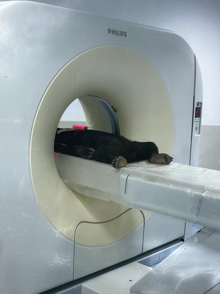 長隆野生動(dòng)物世界的動(dòng)物醫(yī)院內(nèi)，馬來熊在做核磁共振檢查。人民網(wǎng)記者 李舫攝