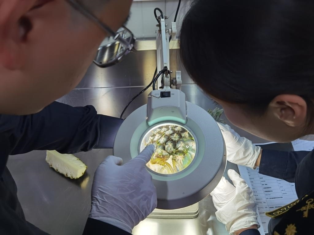 11月3日，上海海關關員對首批入境中國、參展第六屆進博會的貝寧菠蘿進行檢驗檢疫。新華社記者 吳宇 攝