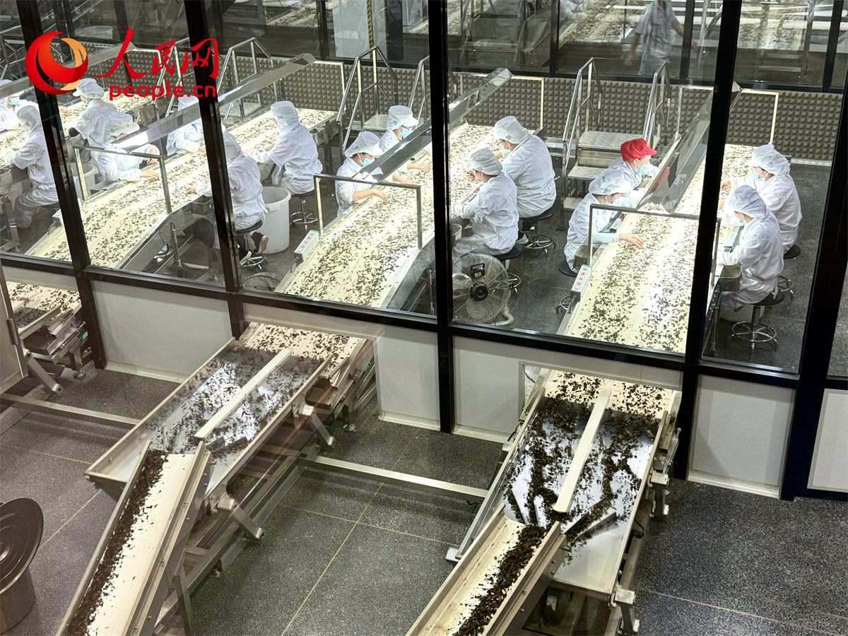 工人在對(duì)茶葉進(jìn)行目視揀剔。人民網(wǎng)記者 劉微攝