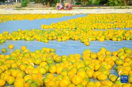 11月25日在廣東省江門市新會區(qū)拍攝的在空地上晾曬的新會柑皮。