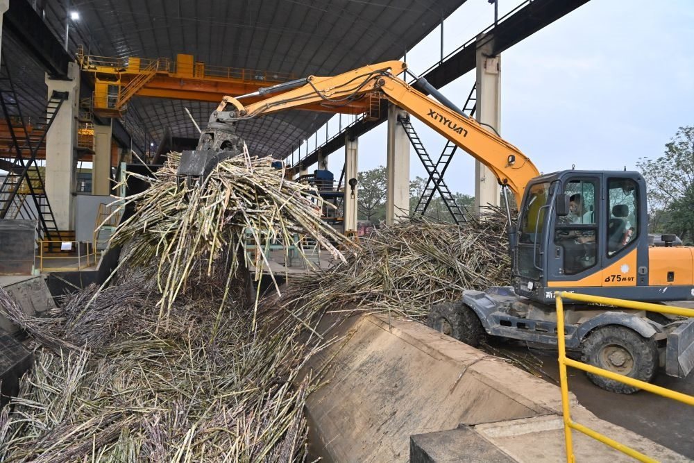 12月14日，在廣西來賓東糖鳳凰有限公司，員工操作機(jī)械將甘蔗投入傳送帶，準(zhǔn)備送往壓榨車間。