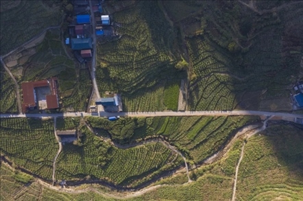 漠源鄉(xiāng)西柚基地。將樂縣農(nóng)業(yè)農(nóng)村局供圖