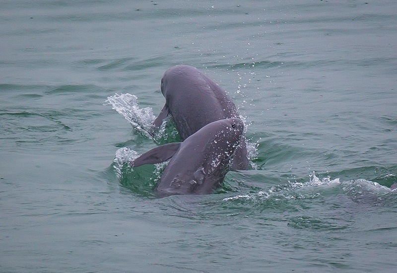 2021年5月10日，在湖北省宜昌市江邊，長江江豚在水中嬉戲。