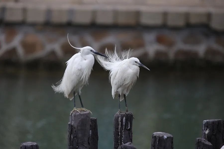 筼筜湖白鷺。人民網(wǎng)記者 陳博 攝