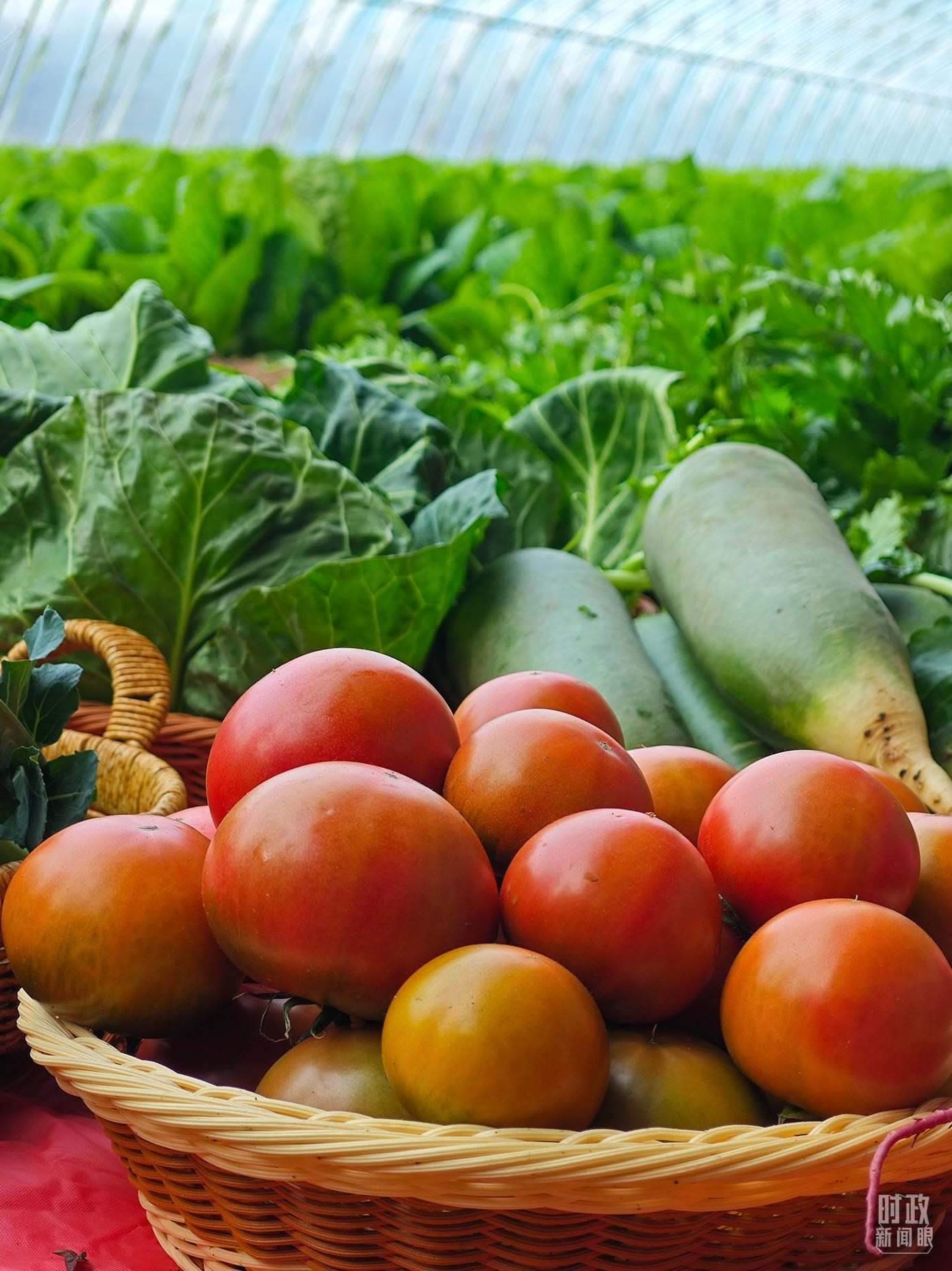 △第六埠村蔬菜大棚，蔬菜收獲頗豐。（總臺(tái)央視記者彭漢明拍攝）