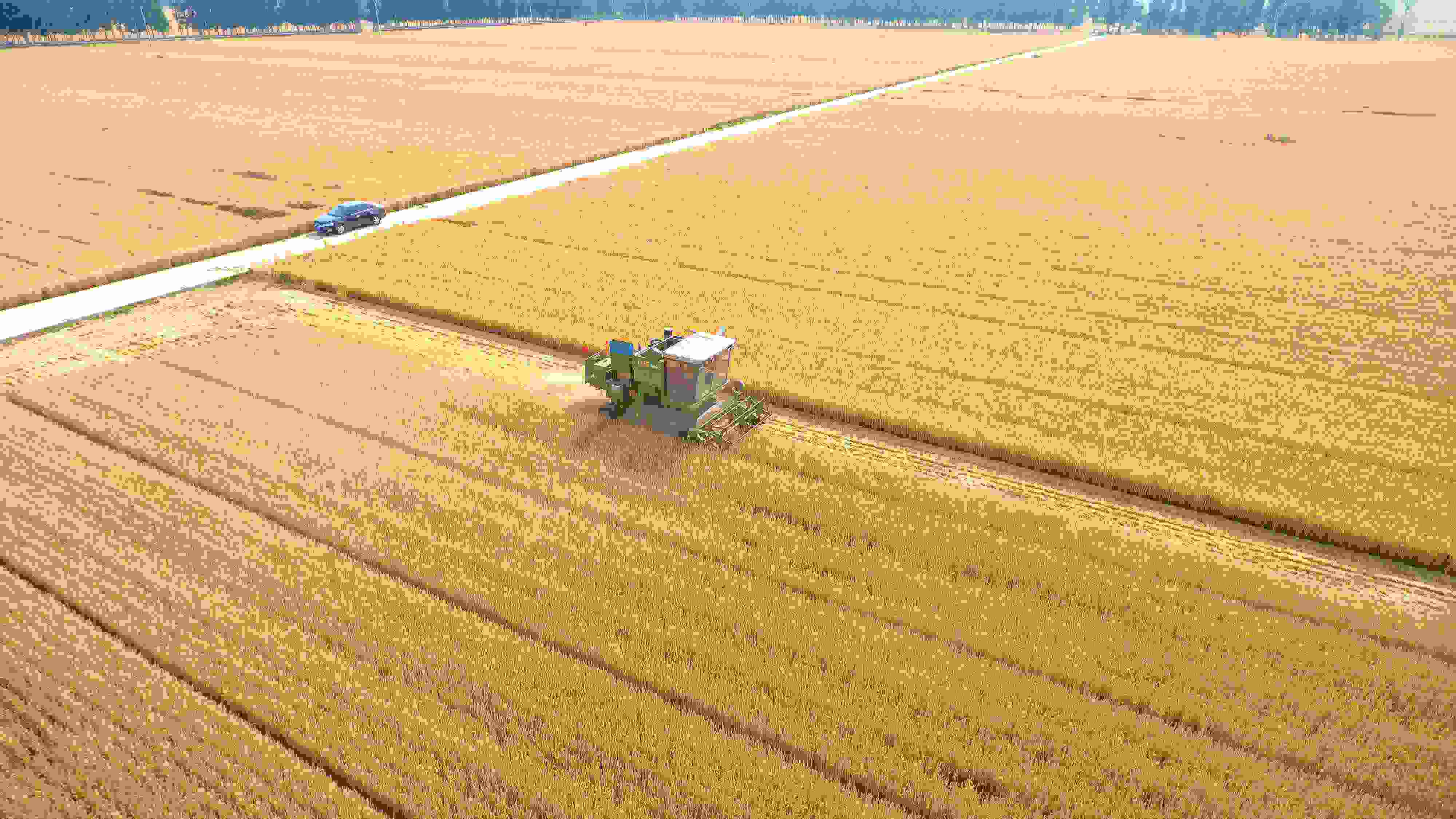 △ 2023年6月5日，山東聊城茌平區(qū)賈寨鎮(zhèn)王藥包村，收割機在田間進行小麥收割作業(yè)。