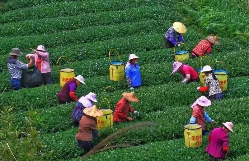 △軍營(yíng)村茶農(nóng)在茶園采茶。