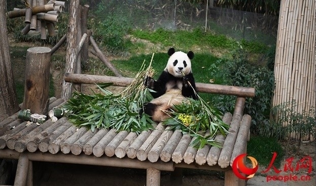 “福寶”享用新鮮的竹子。人民網(wǎng) 李帆攝