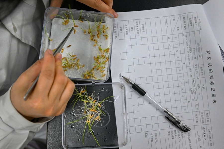 2022年3月23日，在湖南省農(nóng)作物種質(zhì)資源庫實(shí)驗(yàn)室，檢測(cè)員對(duì)保存的水稻種子進(jìn)行發(fā)芽試驗(yàn)檢測(cè)。