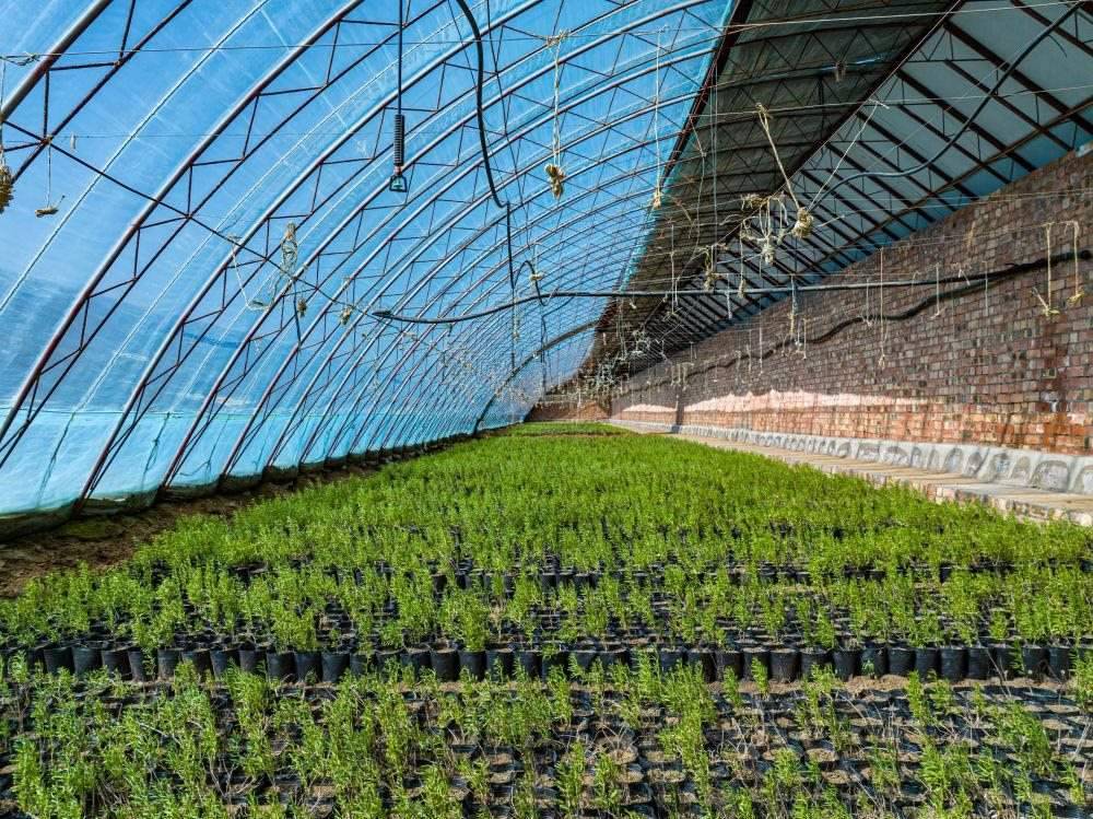 △內(nèi)蒙古一苗圃正在育苗。今年內(nèi)蒙古將投資2200萬元保障“三北”工程種苗供應(yīng)，助力打好“三北”工程攻堅戰(zhàn)。