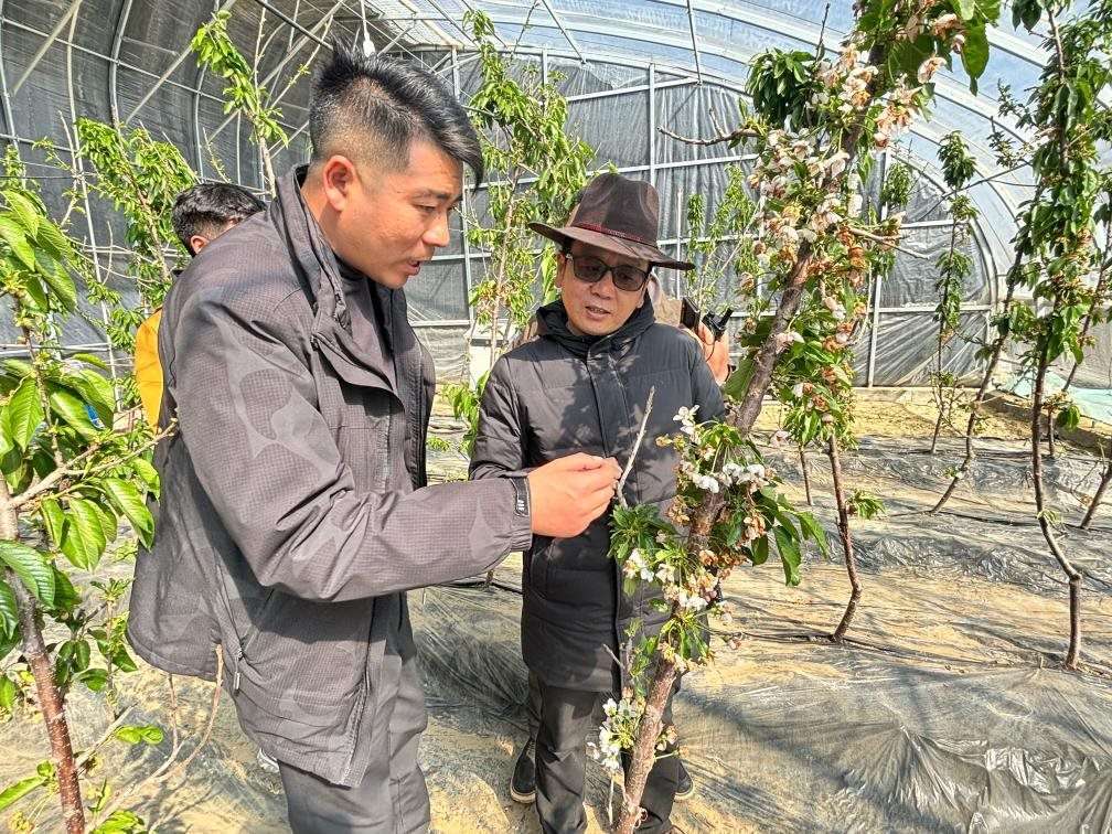 山東援藏小組及技術(shù)人員在大棚查看果蔬長勢。（受訪者供圖）