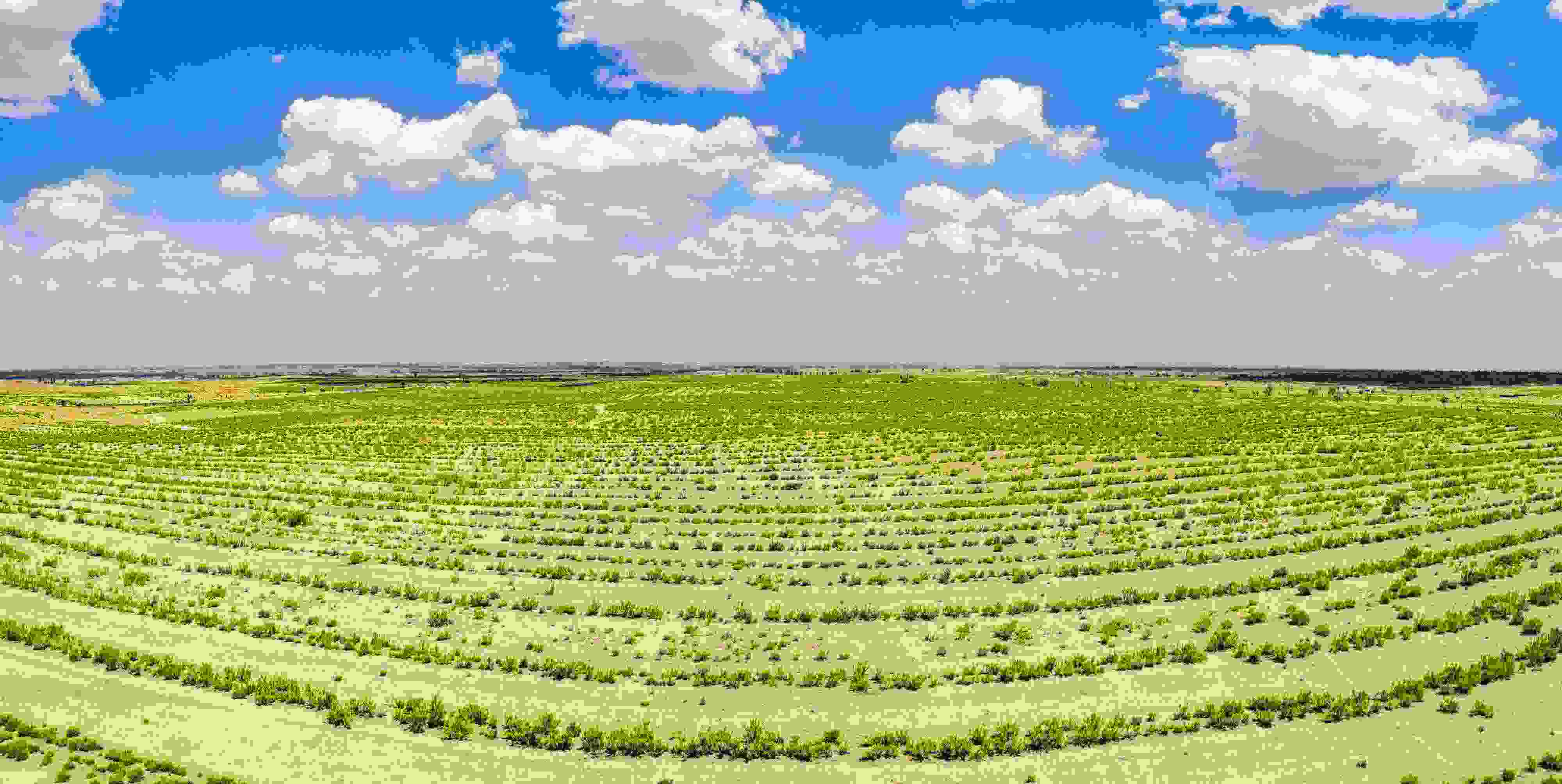 2023年6月7日，內(nèi)蒙古鄂爾多斯，毛烏素沙漠。