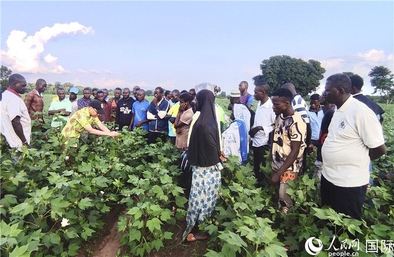 當(dāng)?shù)孛揶r(nóng)紛紛向中國(guó)專家學(xué)習(xí)技術(shù)。人民網(wǎng)記者 黃培昭攝