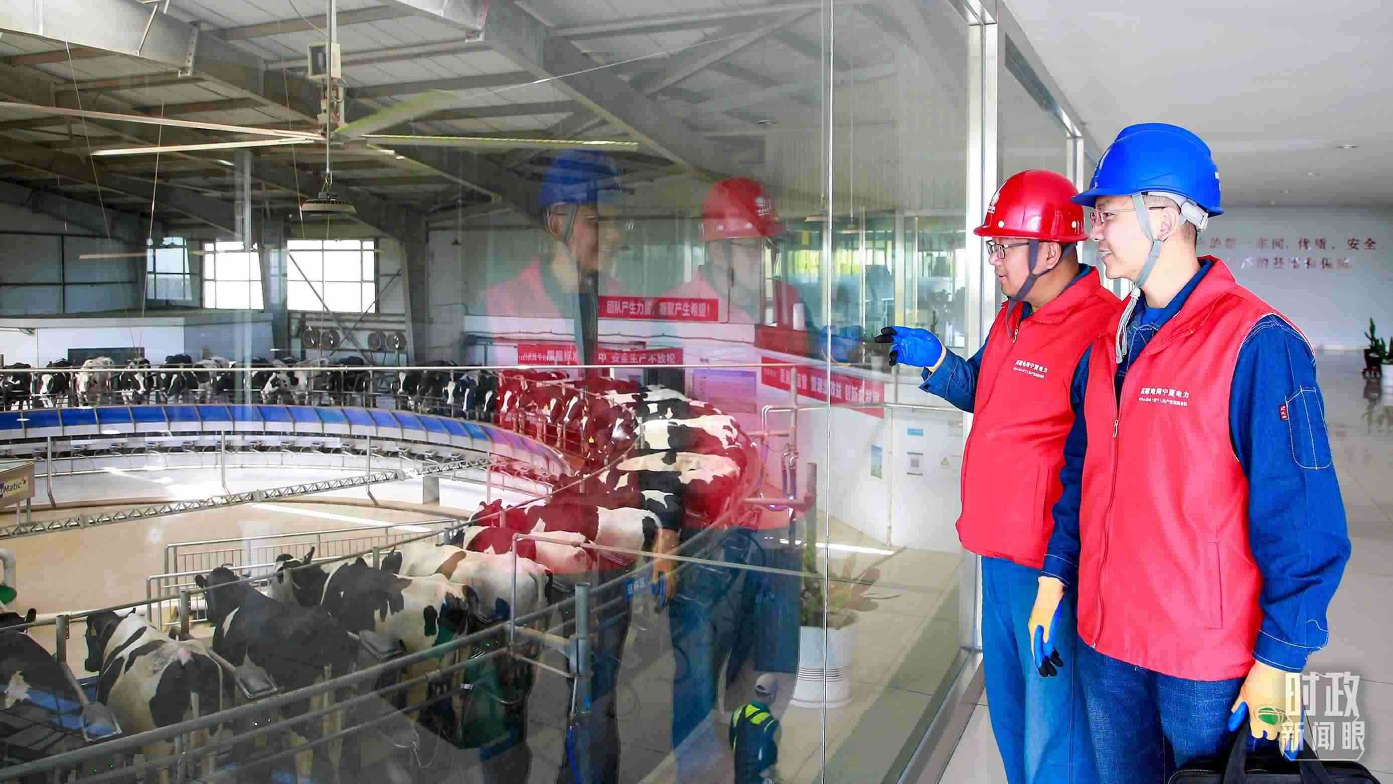  △寧夏銀川，電力員工深入奶牛養(yǎng)殖企業(yè)，助力數(shù)智化養(yǎng)殖。（圖/視覺中國）