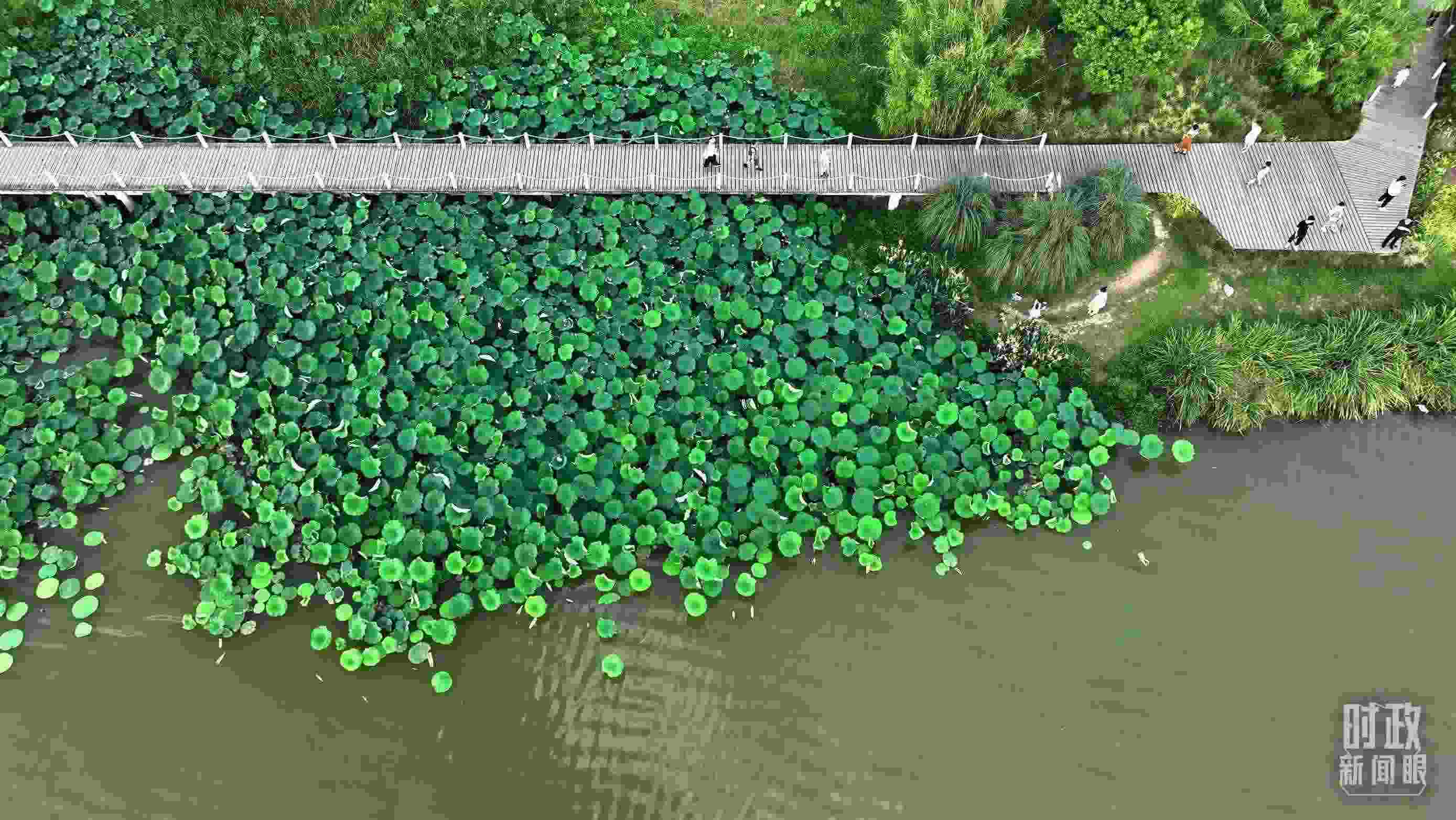 △陜西漢中天漢濕地公園內(nèi)，游人穿行，荷影婆娑。（總臺記者劉海濤拍攝）