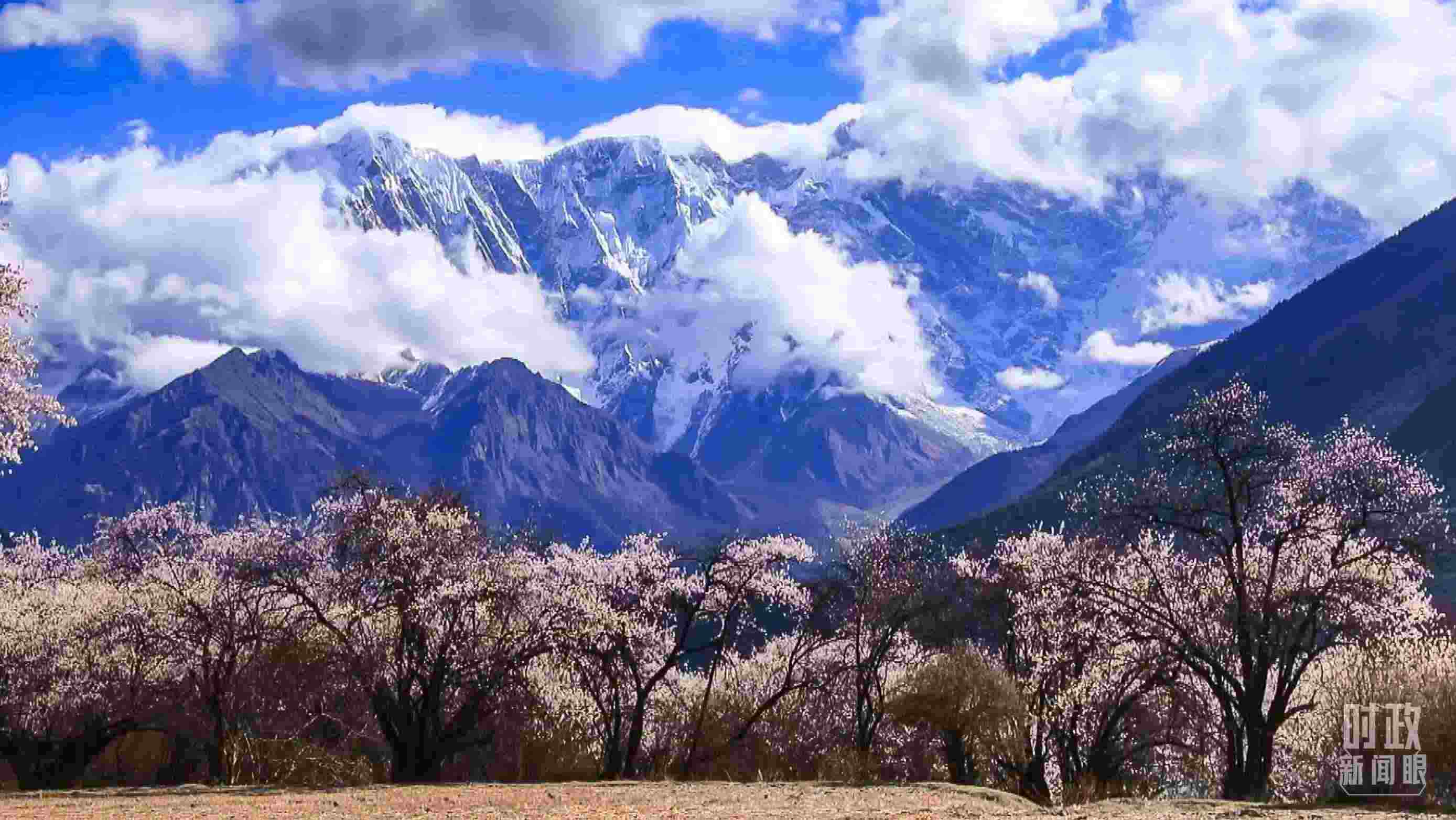 △西藏林芝。（總臺記者李旭拍攝）