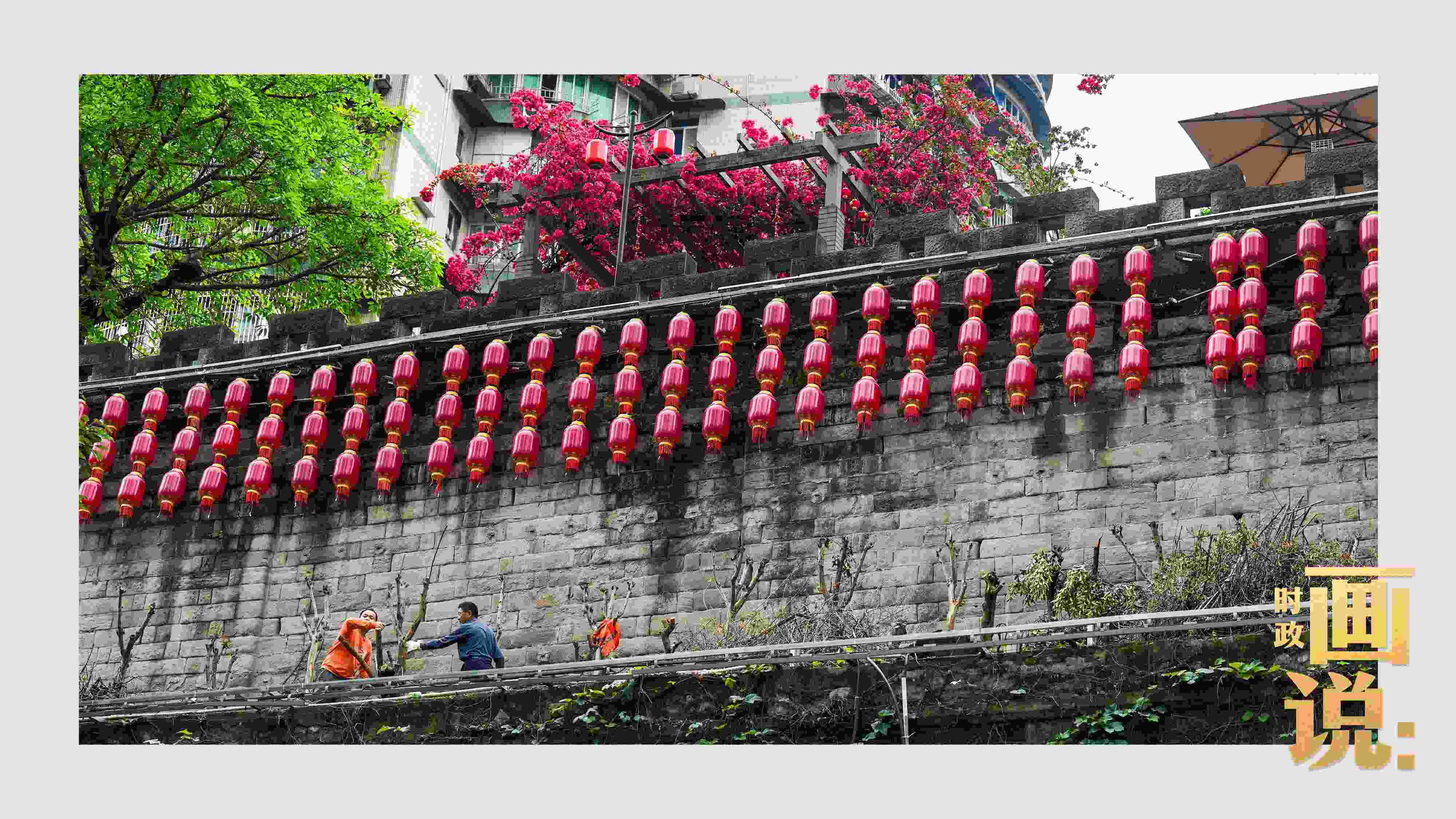 △盛放的三角梅下，園林工人修剪著古老通遠(yuǎn)門城墻上的一抹新綠。