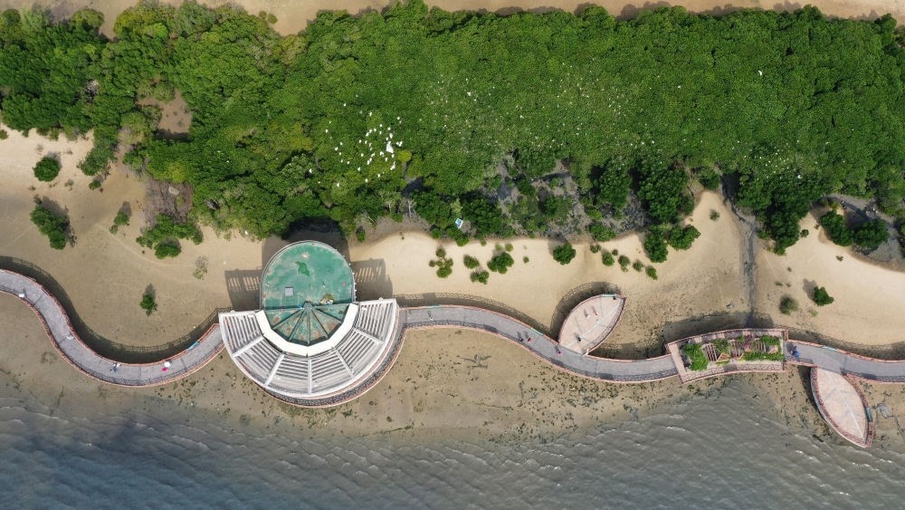俯瞰廣東湛江市區(qū)海邊的紅樹林（2023年5月25日攝，無人機照片）。