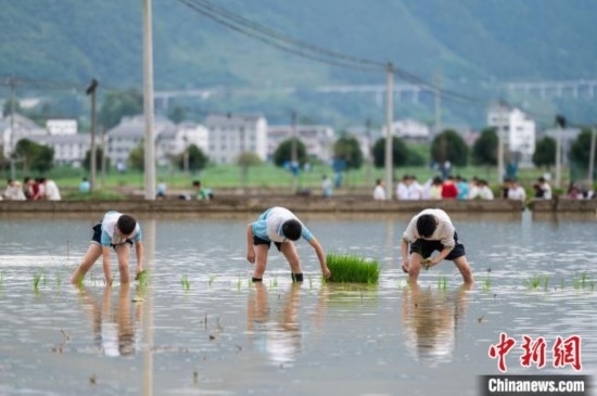 圖為5月21日，綏陽(yáng)縣旺草中學(xué)學(xué)生在旺草萬(wàn)畝大壩體驗(yàn)插秧。唐哲 攝
