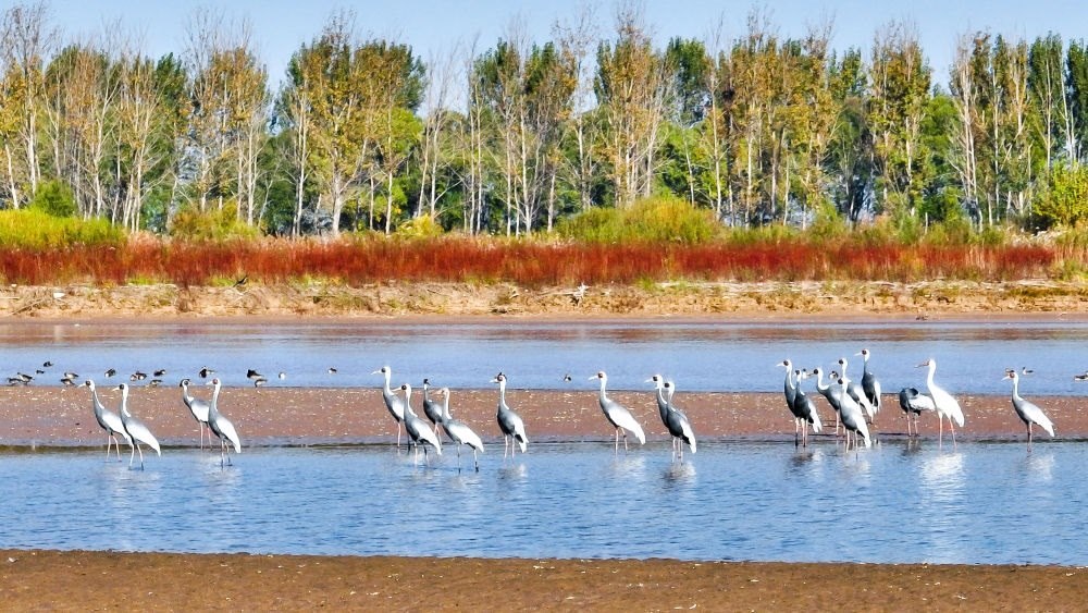 在山東黃河三角洲國家級自然保護區(qū)拍攝的白枕鶴（2022年10月18日攝）。新華社發(fā)（楊斌 攝）