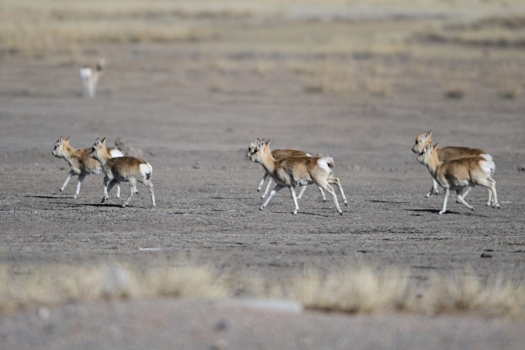 這是1月24日在青海省海北藏族自治州剛察縣哈爾蓋鎮(zhèn)境內(nèi)的草原上拍攝的普氏原羚。新華社記者 張龍 攝