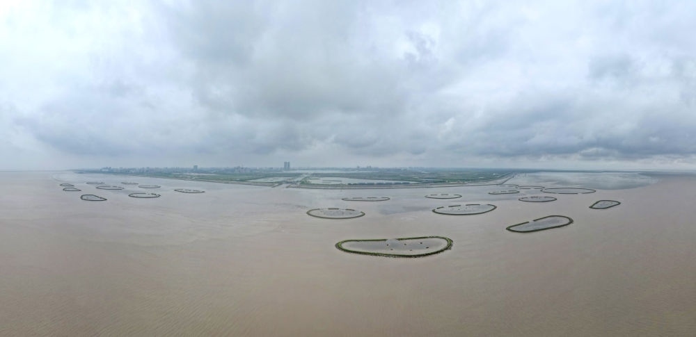 2024年5月31日，上海臨港新片區(qū)南匯嘴水域灘涂上的牡蠣礁（無人機照片）。新華社記者 方喆 攝