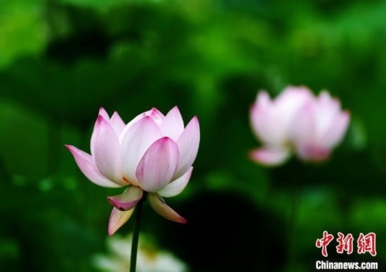 6月19日，時值一年畢業(yè)季，四川大學(xué)望江校區(qū)荷花池里的荷花盛開，成為了畢業(yè)生們的打卡圣地，吸引了眾多畢業(yè)生拍照留念。圖為盛開的荷花。中新社記者 安源 攝