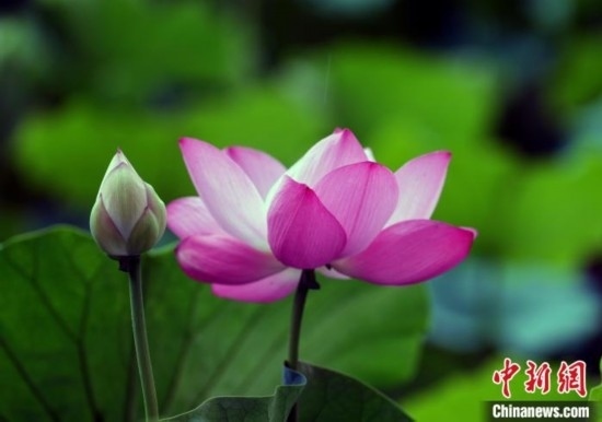 6月19日，時值一年畢業(yè)季，四川大學(xué)望江校區(qū)荷花池里的荷花盛開，成為了畢業(yè)生們的打卡圣地，吸引了眾多畢業(yè)生拍照留念。圖為盛開的荷花。中新社記者 安源 攝