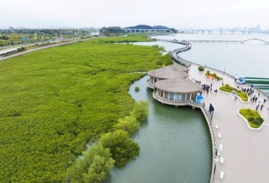 2024年1月23日拍攝的廈門市翔安區(qū)下潭尾紅樹林公園（無人機(jī)照片）。新華社記者 林善傳 攝