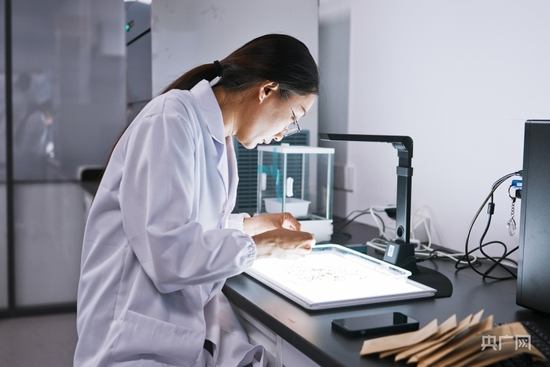 科研人員在實驗室進行考種工作(央廣網(wǎng)記者 張羲輪 攝)