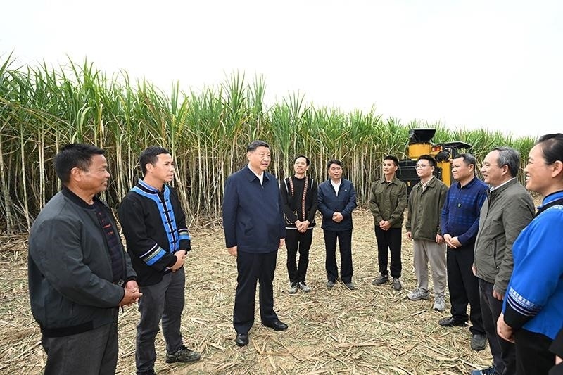 2023年12月14日，習(xí)近平總書(shū)記在廣西來(lái)賓市國(guó)家現(xiàn)代農(nóng)業(yè)產(chǎn)業(yè)園黃安優(yōu)質(zhì)“雙高”糖料蔗基地考察時(shí)，同蔗農(nóng)、農(nóng)機(jī)手和農(nóng)技人員親切交流。