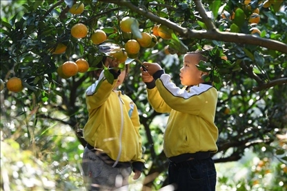 貴州黃平縣小朋友在校外勞動(dòng)實(shí)踐基地采摘柑橘。