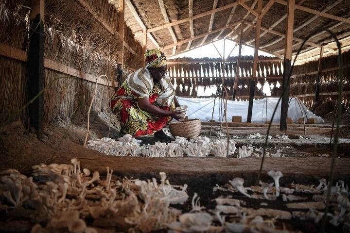 2024年2月6日，在中非共和國(guó)達(dá)馬拉，法蒂瑪在菇棚內(nèi)收獲菌草菇。2022年，法蒂瑪在聽說中國(guó)菌草專家在班吉傳授技術(shù)后主動(dòng)前往學(xué)習(xí)，從一間小菌棚起步，逐漸擴(kuò)大為如今小有名氣的合作社。新華社記者 韓旭 攝