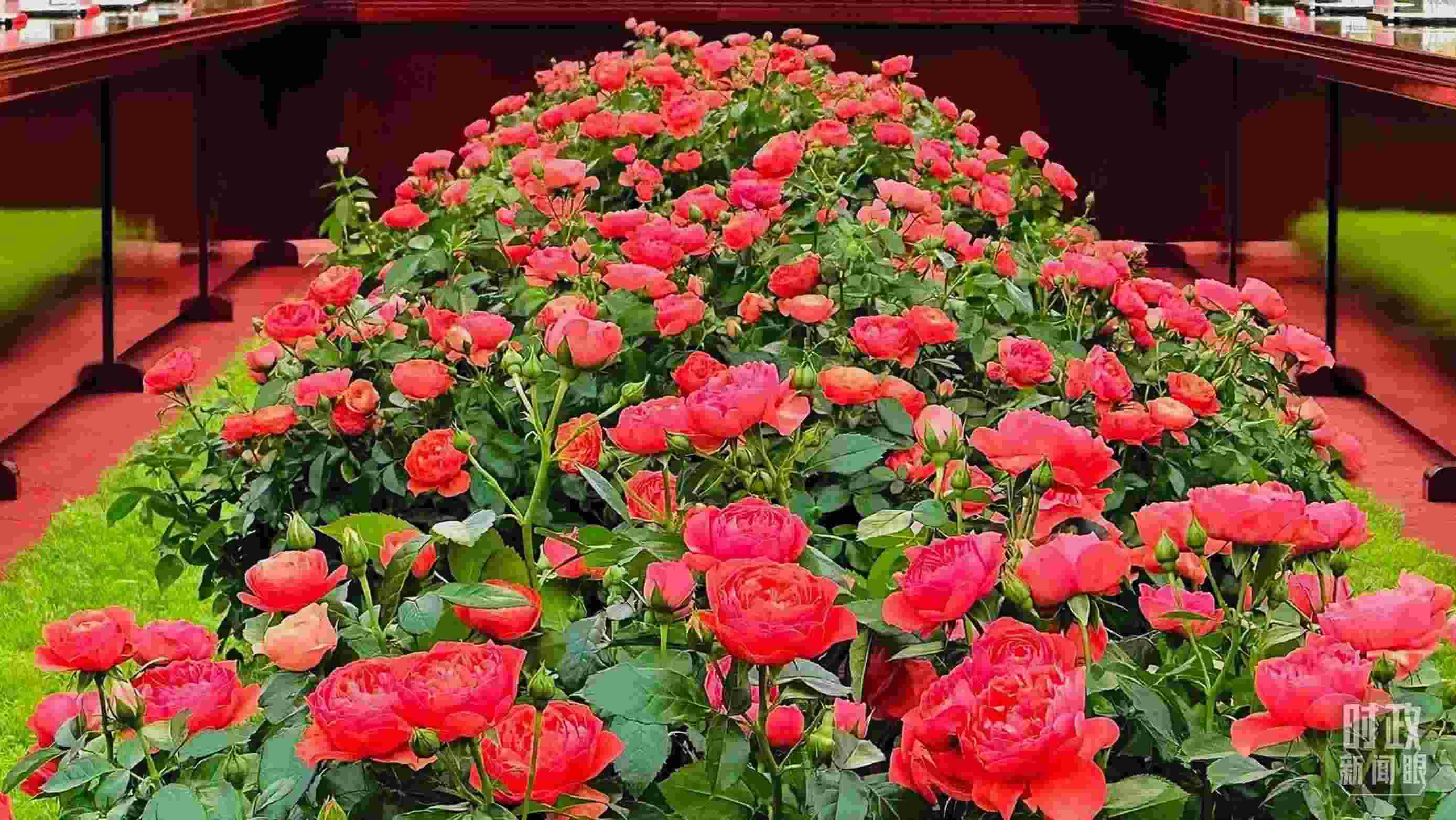 東大廳會談桌中間擺放的紅果汁月季，象征著蓬勃與堅韌。（總臺央視記者范一鳴拍攝）