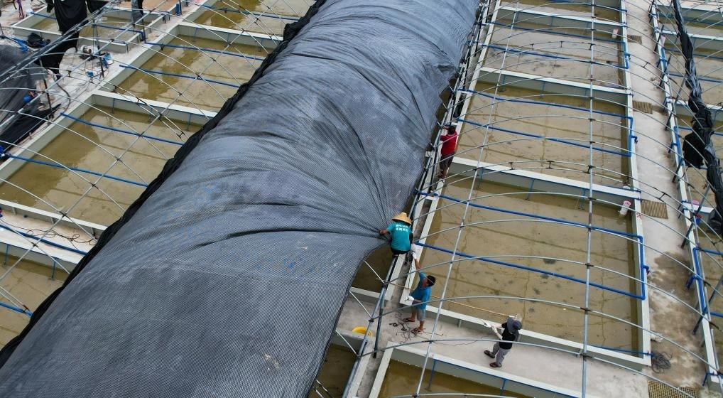 在文昌市翁田鎮(zhèn)的海興農(nóng)翁田蝦苗場(chǎng)，工人重新鋪設(shè)頂棚。無(wú)人機(jī)照片，新華社記者楊冠宇 攝