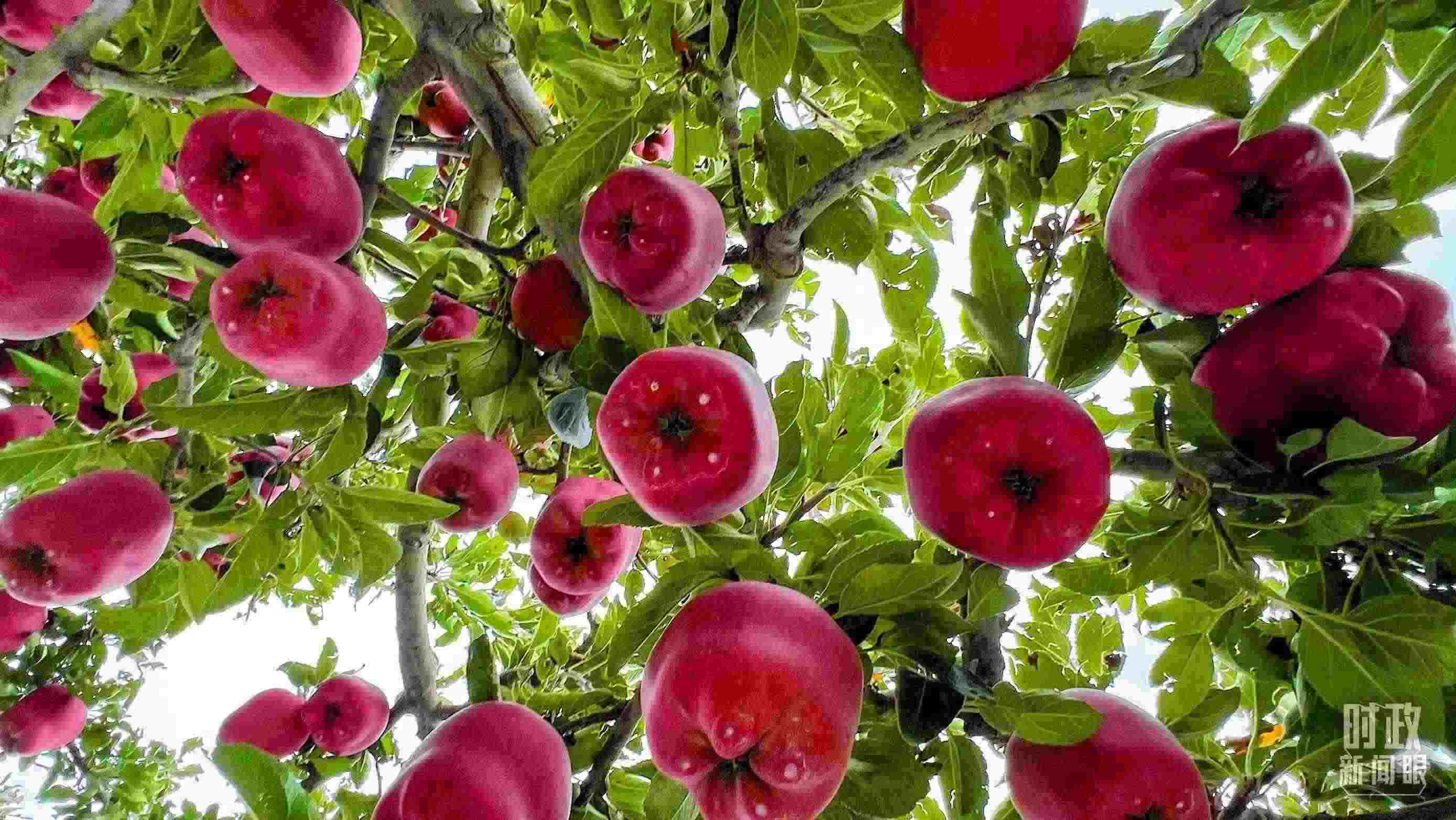 △ 麥積區(qū)南山花牛蘋果基地。（總臺央視記者程鋮拍攝）