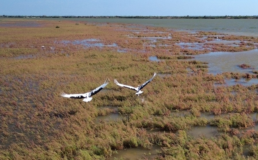 2024年8月28日，丹頂鶴在黃河三角洲國家級自然保護區(qū)展翅翱翔（無人機照片）。新華社記者 徐速繪 攝