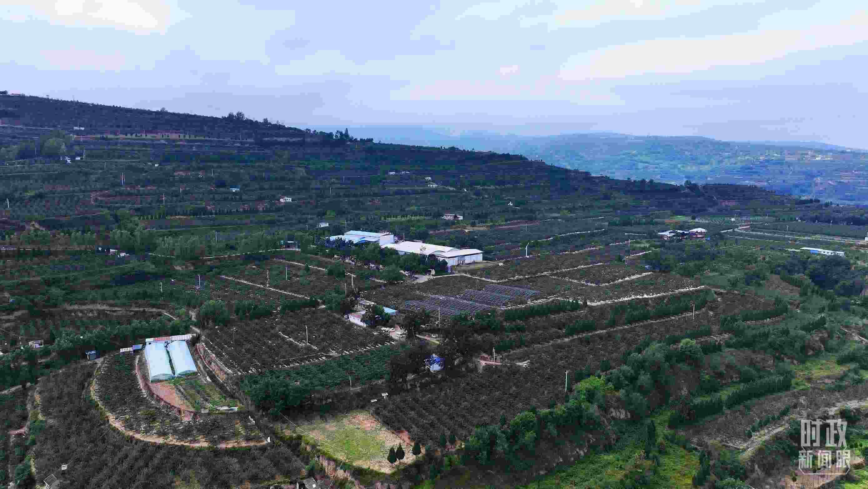 △ 麥積區(qū)南山花牛蘋果基地。（總臺央視記者范凱拍攝）