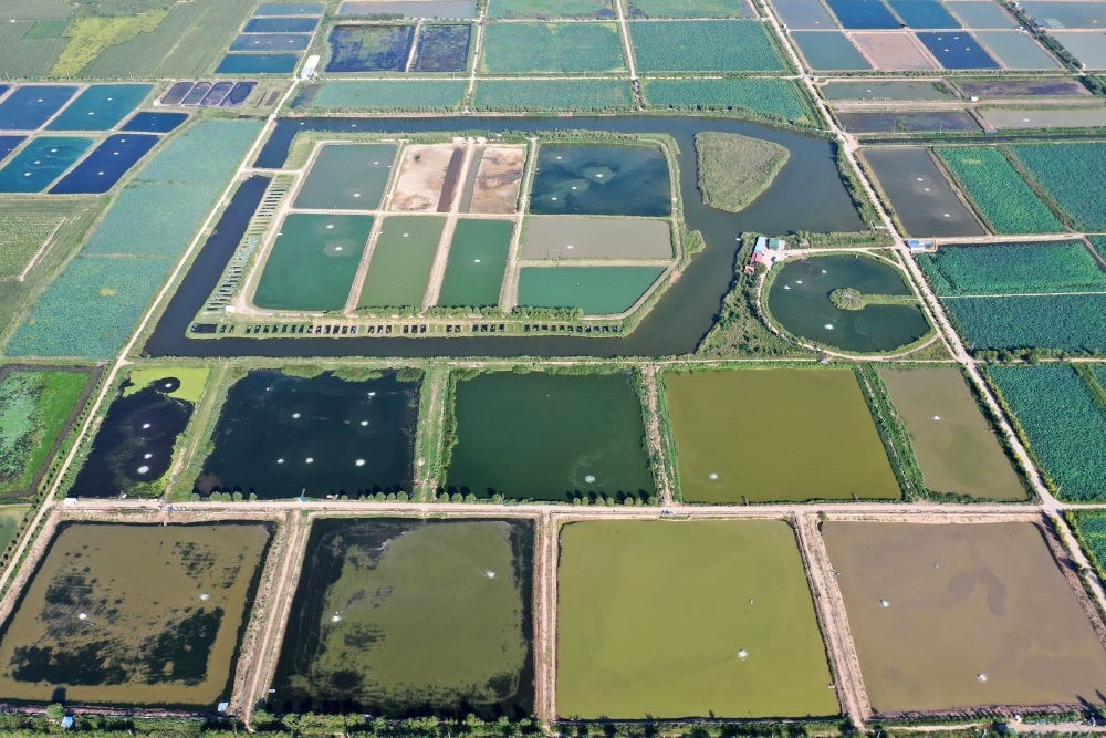 2024年8月13日在山西省臨猗縣薛公村拍攝的蟹塘（無人機(jī)照片）。薛公村位于黃河岸邊，有5000多畝黃河灘涂和近5000畝荒溝。當(dāng)?shù)赝ㄟ^將荒溝和灘涂進(jìn)行整合，發(fā)展特色水產(chǎn)養(yǎng)殖，讓守著黃河水、住在黃河灘的薛公村村民有了新的致富路。