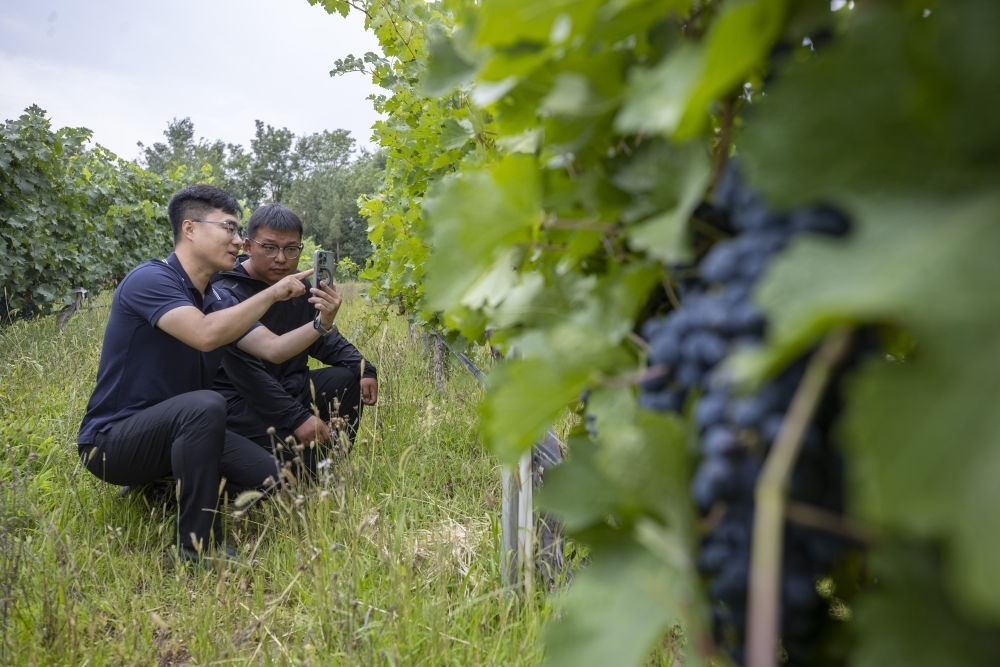 2024年8月15日，技術(shù)人員（左）和工作人員在寧夏銀川市西夏區(qū)的一個(gè)葡萄園工作。為推動(dòng)黃河流域生態(tài)保護(hù)和高質(zhì)量發(fā)展先行區(qū)建設(shè)，銀川市積極打造高標(biāo)準(zhǔn)葡萄園，借助各種傳感器監(jiān)測(cè)釀酒葡萄的生長狀態(tài)，實(shí)現(xiàn)精準(zhǔn)灌溉，從而高效節(jié)約黃河水。