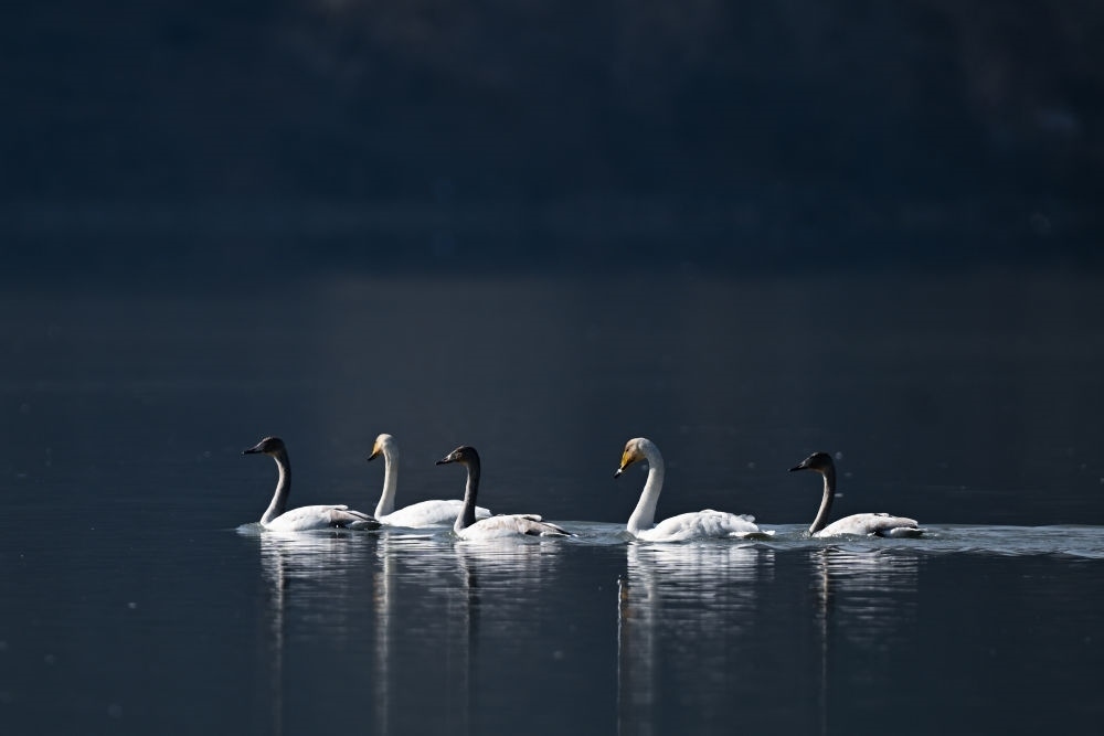 2023年11月30日，天鵝在青海省海東市化隆回族自治縣群科鎮(zhèn)境內(nèi)的黃河上游弋。近年來，青海省加大力度保護(hù)治理境內(nèi)黃河流域，改善當(dāng)?shù)厣鷳B(tài)環(huán)境，為越冬候鳥提供良好棲息地。