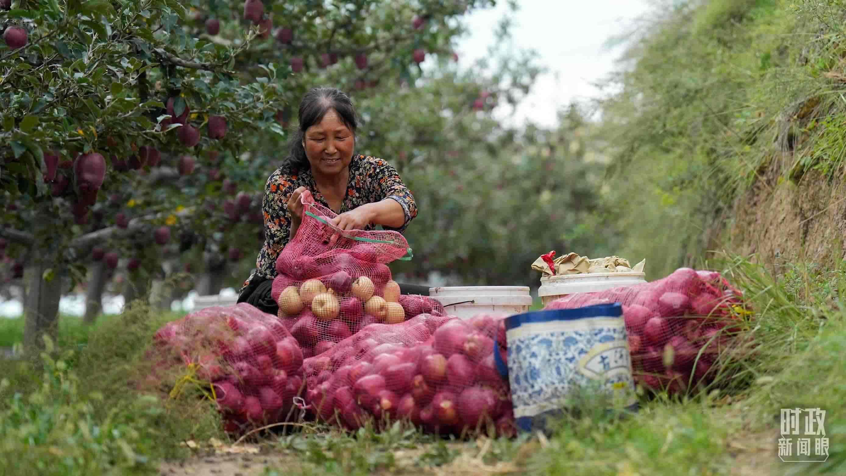 △南山花牛蘋果基地在2023年帶動(dòng)9000多戶村民實(shí)現(xiàn)增收。（總臺(tái)國(guó)廣記者李晉拍攝）
