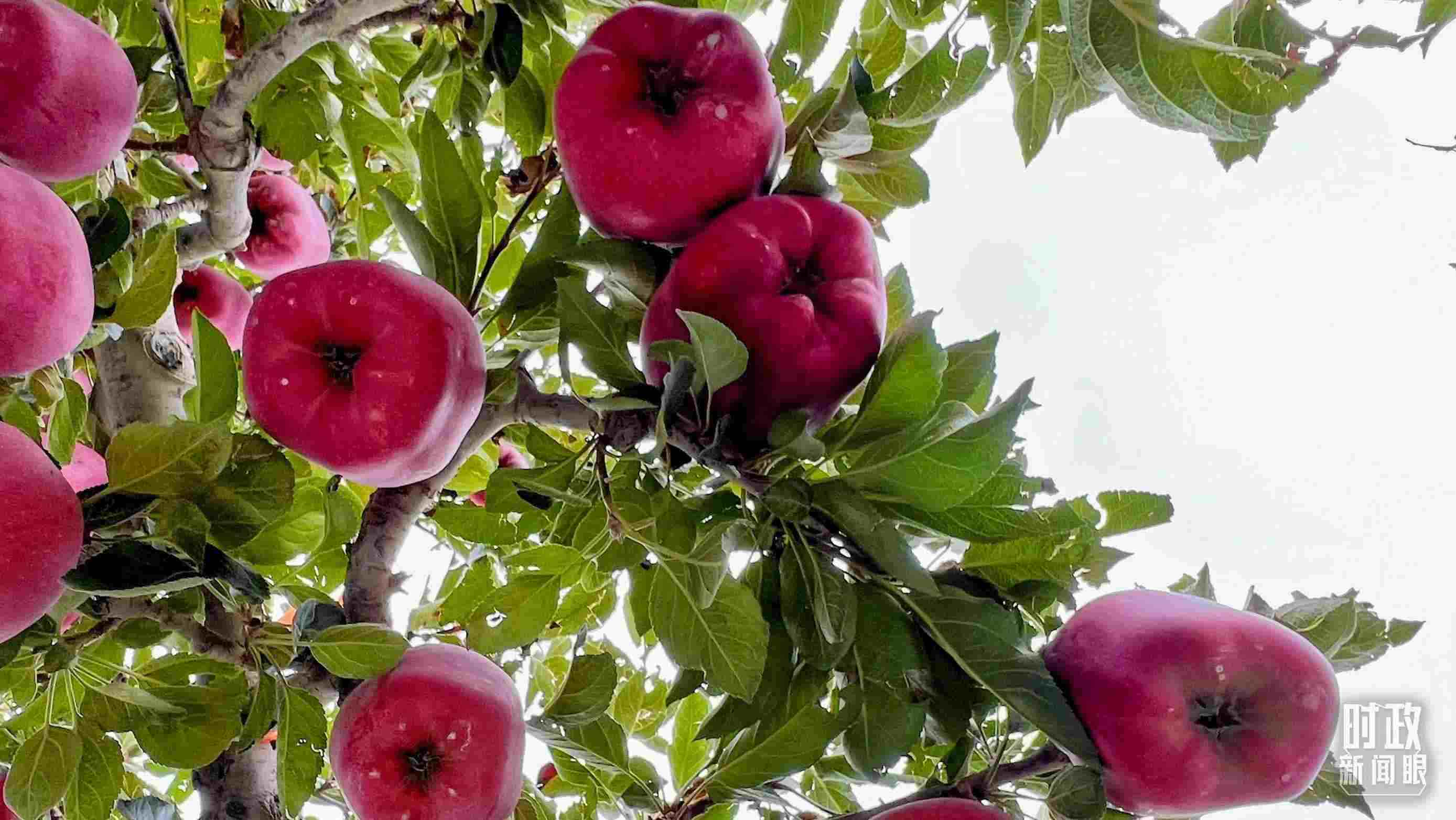 △南山花牛蘋果基地是元帥系蘋果生產(chǎn)基地。（總臺(tái)央視記者程鋮拍攝）