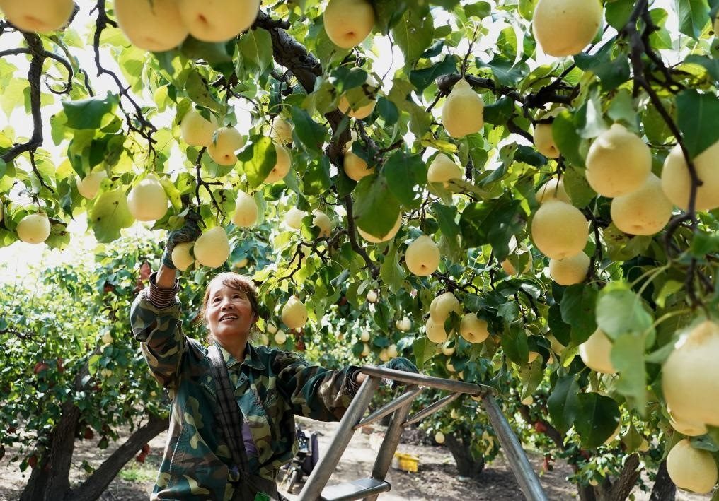 9月13日，河北省晉州市的農(nóng)民在果園采摘鴨梨。新華社記者楊世堯 攝
