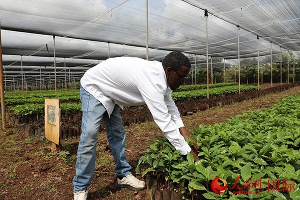 農(nóng)場協(xié)調(diào)員艾哈邁德·耶曼正在檢查咖啡幼苗。人民網(wǎng)記者 沈小曉攝