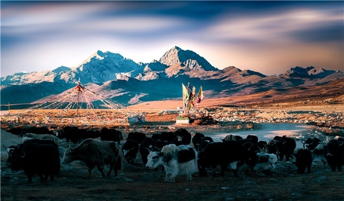 雅拉雪山上的牦牛群。蕭旺擺攝