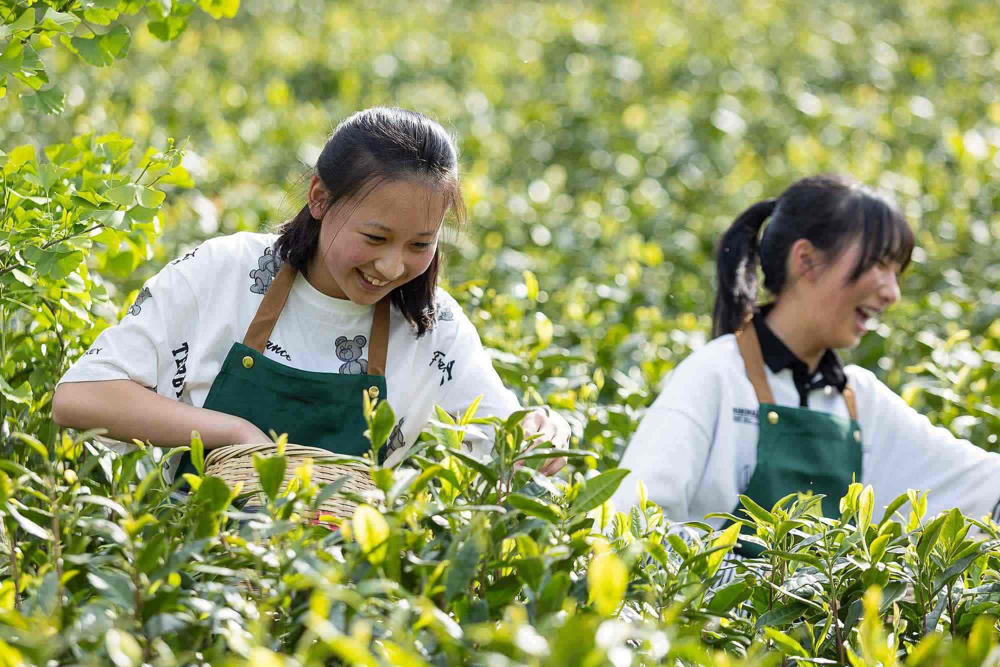 浙江安吉，游客在茶園里體驗(yàn)采茶