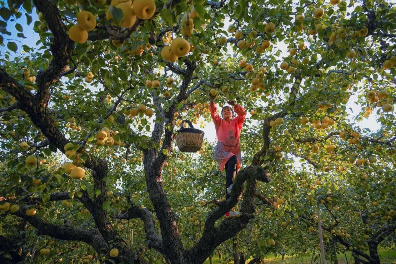 2024年10月4日，安徽省宿州市碭山縣程莊鎮(zhèn)衡樓村百年老梨園里，梨農在忙著采摘酥梨。來源:人民圖片