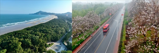 拼版照片：左圖為位于東山縣金鑾灣沿岸的木麻黃防護(hù)林帶（無人機(jī)照片，新華社記者 姜克紅 攝）；右圖為2021年4月20日在蘭考縣焦裕祿干部學(xué)院附近拍攝的泡桐花（無人機(jī)照片，新華社記者 郝源 攝）。